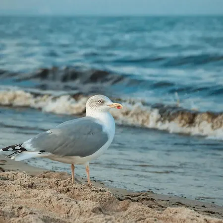 Vacation By The Sea *